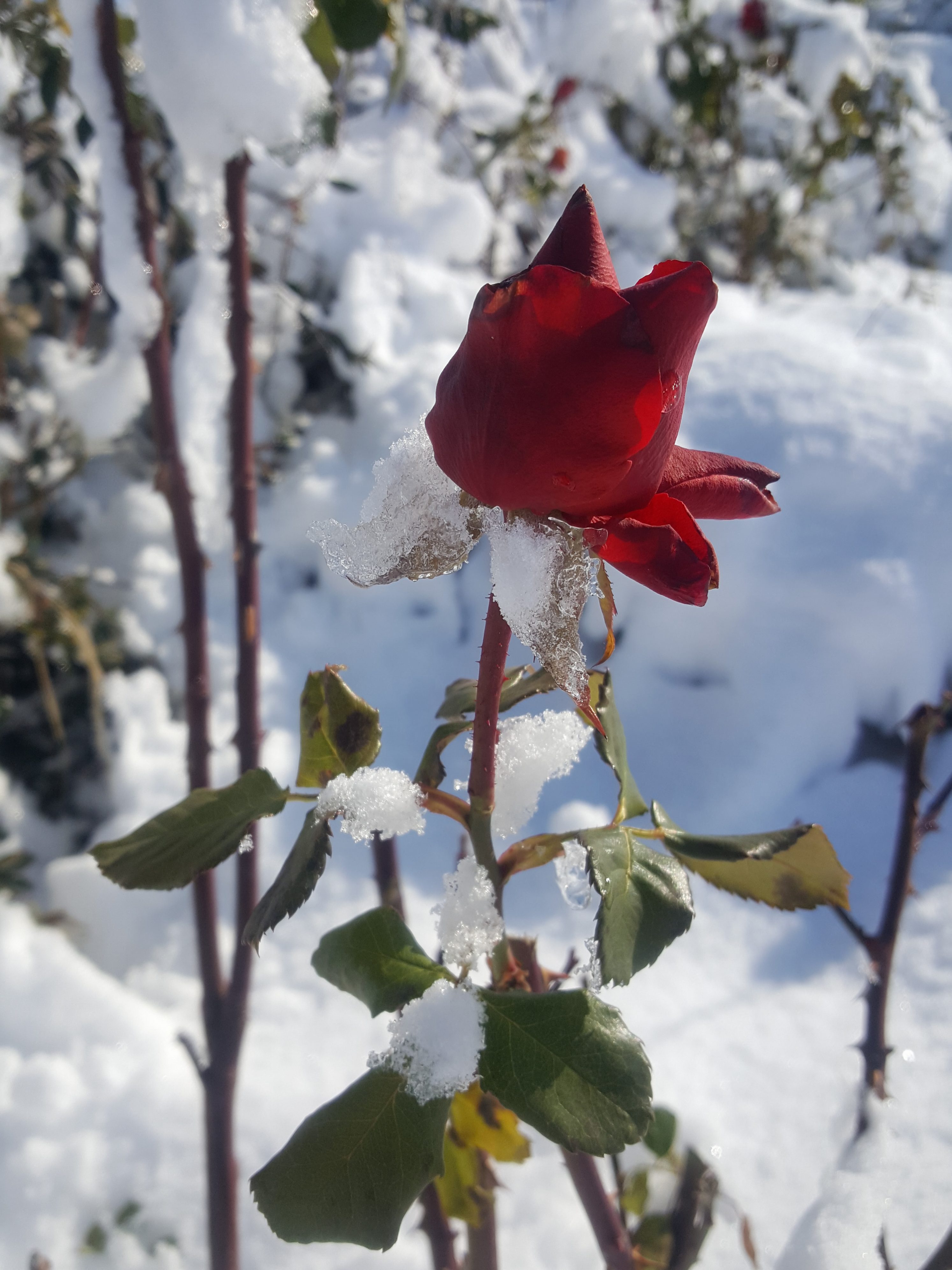 BÖLGEMİZ PARKINDAN KIŞ MANZARALARI (26.12.2018)